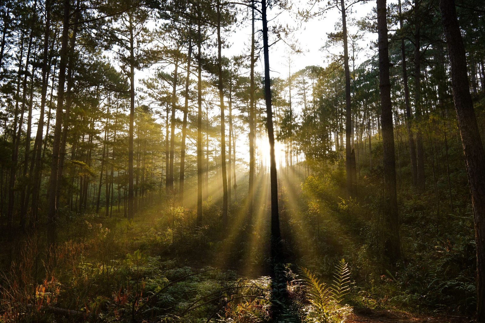 forest sunrise